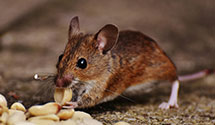 24 Hour & Emergency Exterminators in Carrington, ND